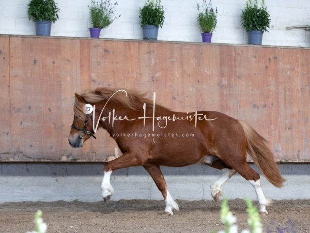 Grevenbroich ZfdP Körung 20