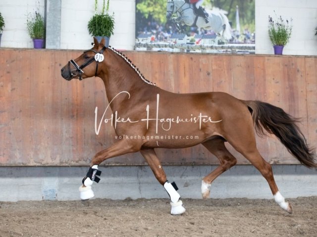 Grevenbroich ZfdP Körung 21