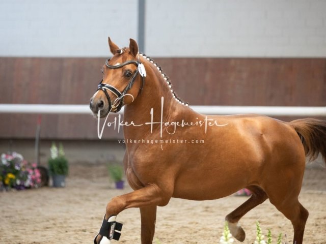 Grevenbroich ZfdP Körung 22