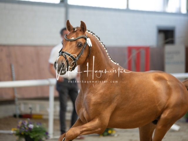 Grevenbroich ZfdP Körung 23