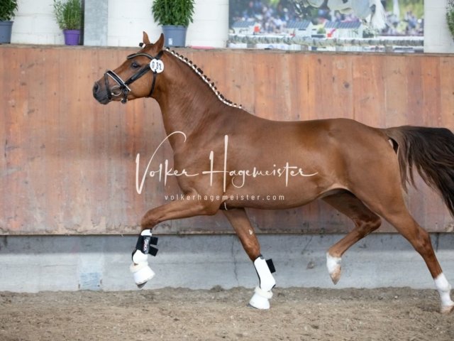 Grevenbroich ZfdP Körung 24