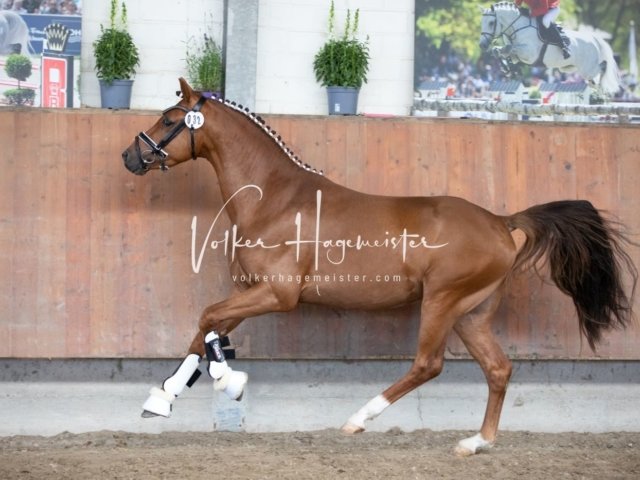 Grevenbroich ZfdP Körung 25