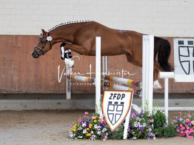 Grevenbroich ZfdP Körung 26