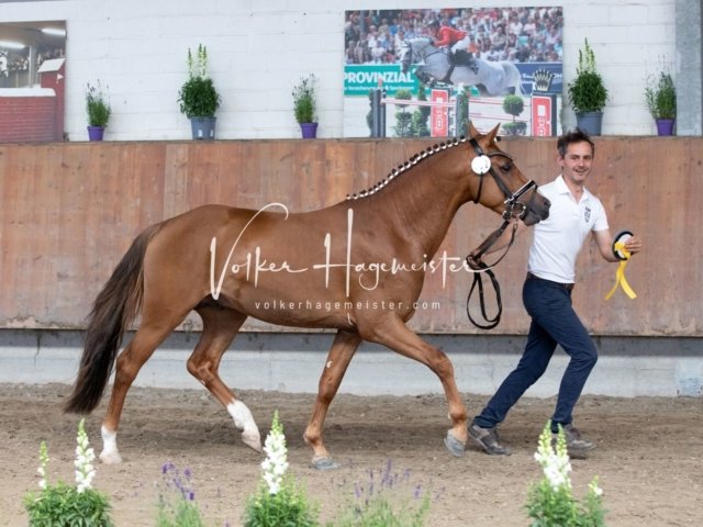 Grevenbroich ZfdP Körung 27