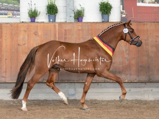 Grevenbroich ZfdP Körung 28