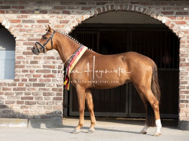 Grevenbroich ZfdP Körung 29