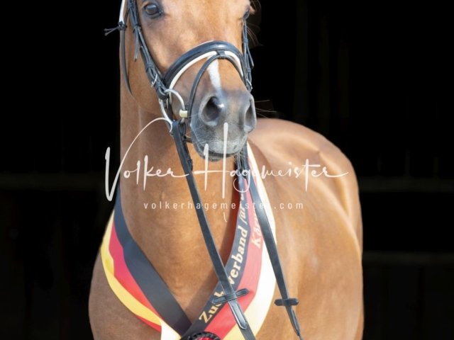 Grevenbroich ZfdP Körung 30