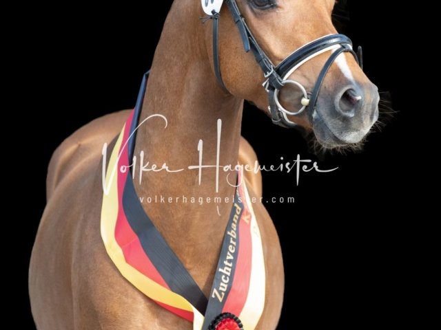 Grevenbroich ZfdP Körung 1