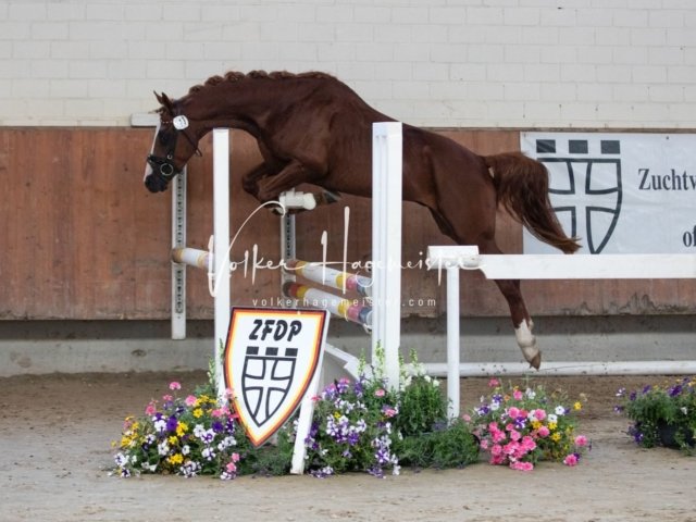 Grevenbroich ZfdP Körung 6
