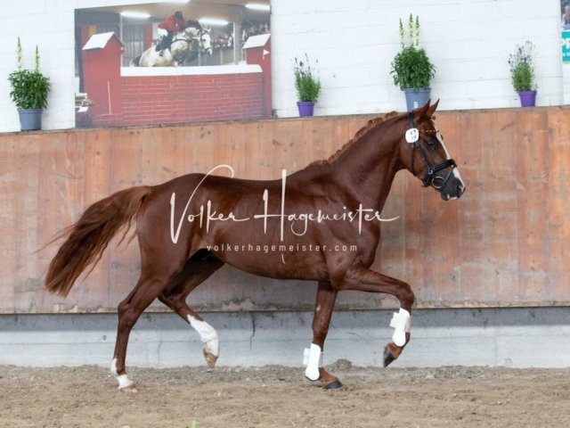 Grevenbroich ZfdP Körung 7