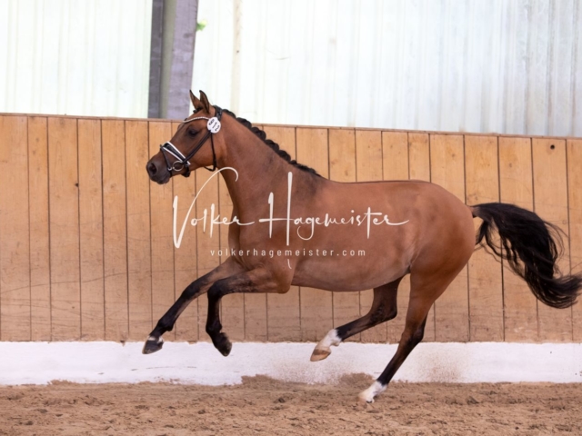 PSB Stuteneintragung Schönhorst 1