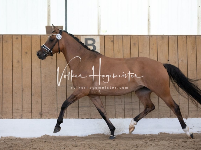 PSB Stuteneintragung Schönhorst 2