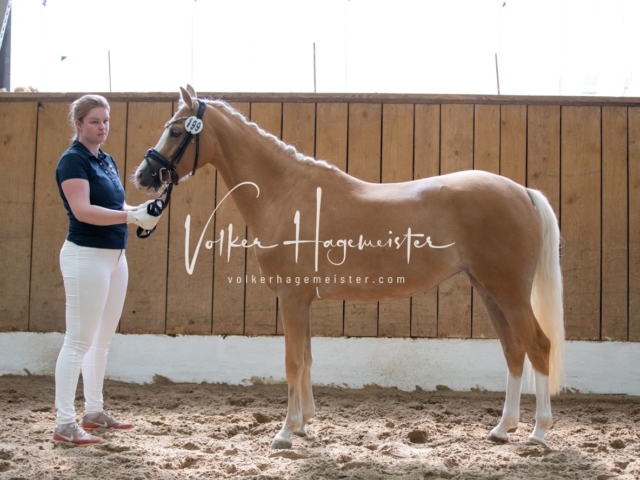 PSB Stuteneintragung Schönhorst 3