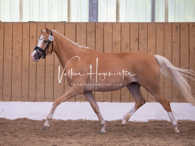PSB Stuteneintragung Schönhorst 5