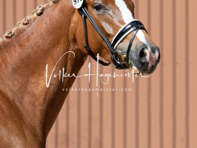 PSB Stuteneintragung Schönhorst 10