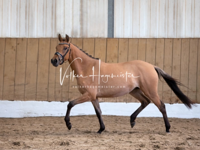 PSB Stuteneintragung Schönhorst 6