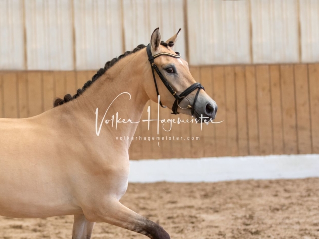 PSB Stuteneintragung Schönhorst 8