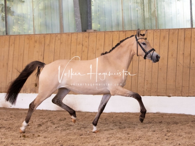 PSB Stuteneintragung Schönhorst 9