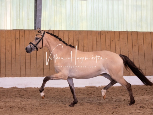 PSB Stuteneintragung Schönhorst 11