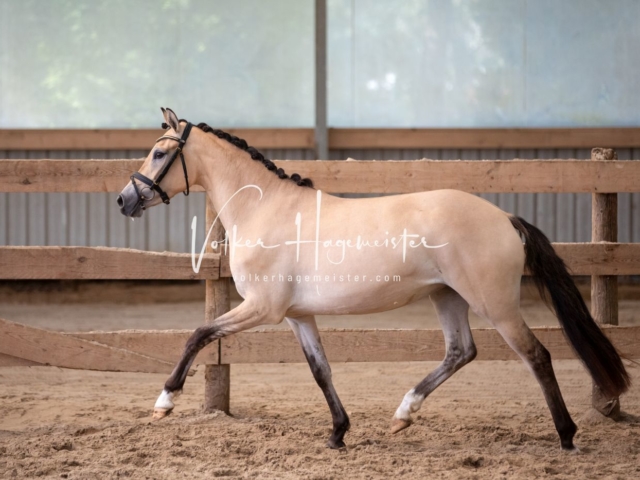 PSB Stuteneintragung Schönhorst 12