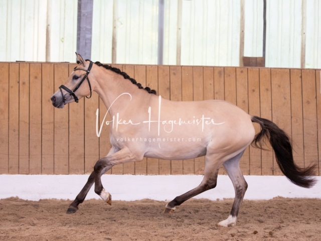 PSB Stuteneintragung Schönhorst 13