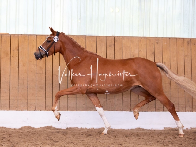 PSB Stuteneintragung Schönhorst 19