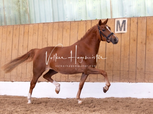 PSB Stuteneintragung Schönhorst 14