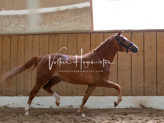 PSB Stuteneintragung Schönhorst 15