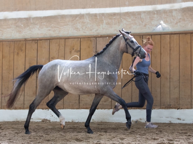 PSB Stuteneintragung Schönhorst 16