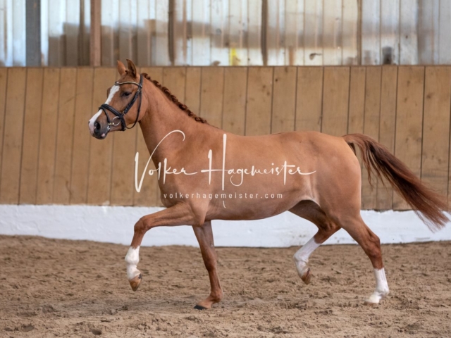 PSB Stuteneintragung Schönhorst 17