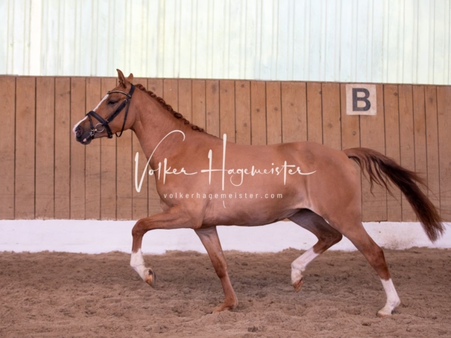 PSB Stuteneintragung Schönhorst 18