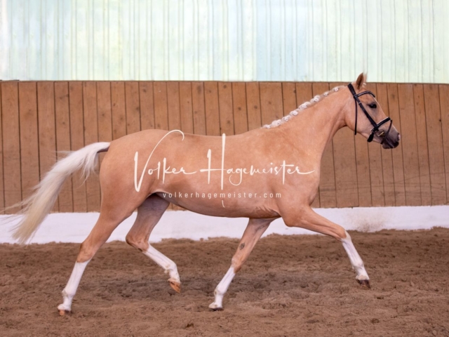 PSB Stuteneintragung Schönhorst 19