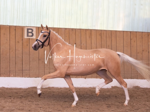 PSB Stuteneintragung Schönhorst 20