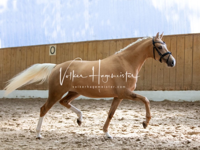 PSB Stuteneintragung Schönhorst 21