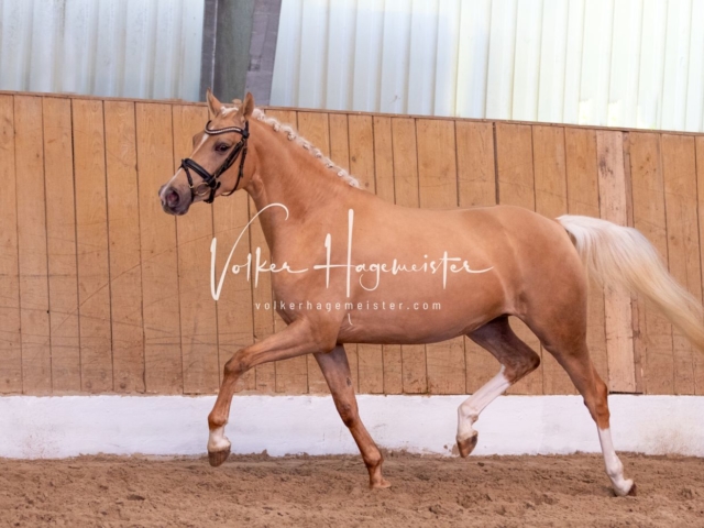 PSB Stuteneintragung Schönhorst 22