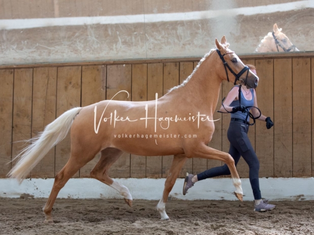 PSB Stuteneintragung Schönhorst 23