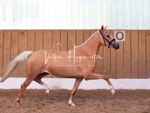 PSB Stuteneintragung Schönhorst 24