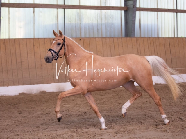 PSB Stuteneintragung Schönhorst 25