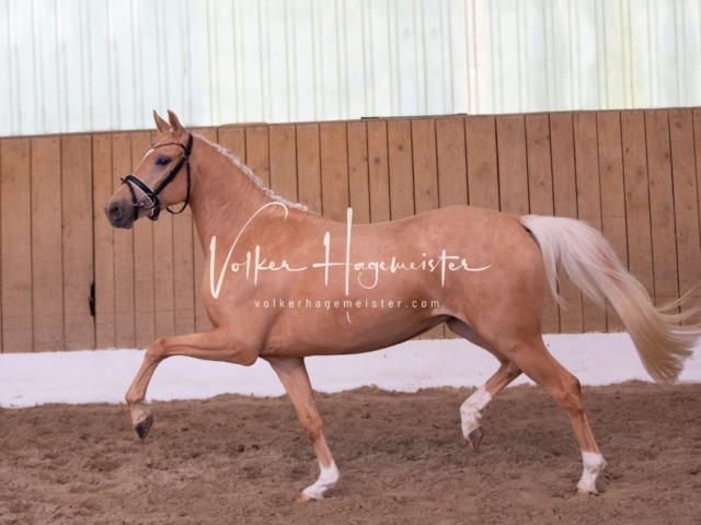 PSB Stuteneintragung Schönhorst 26