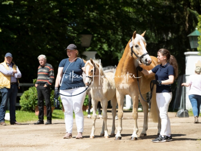 PSB Stuteneintragung Schönhorst 2