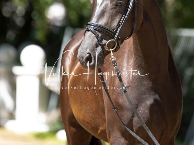 PSB Stuteneintragung Schönhorst 3