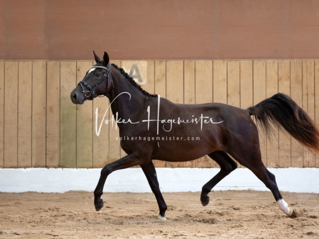 PSB Stuteneintragung Schönhorst 6