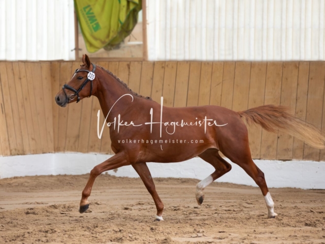 PSB Stuteneintragung Schönhorst 7