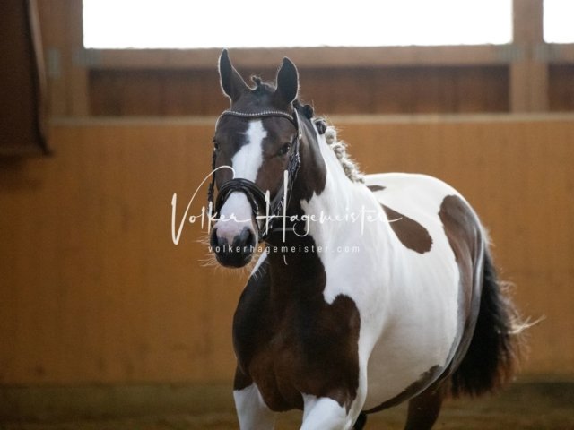 Hohenfelde Schurek 13