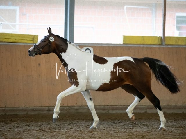 Hohenfelde Schurek 14