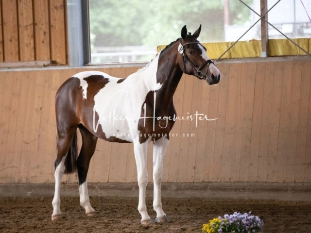 Hohenfelde Schurek 15