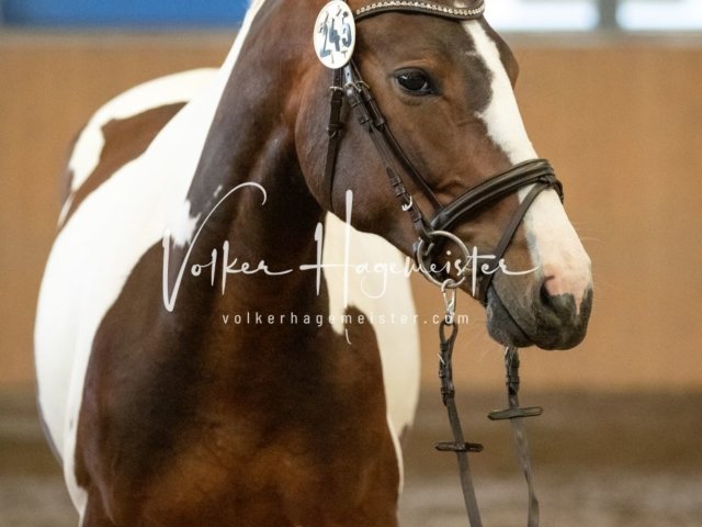 Hohenfelde Schurek 16