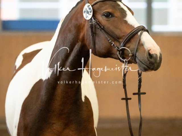 Hohenfelde Schurek 17