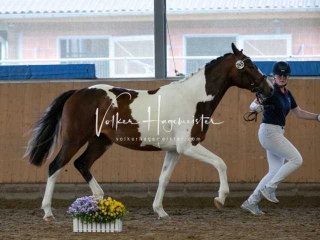 Hohenfelde Schurek 18