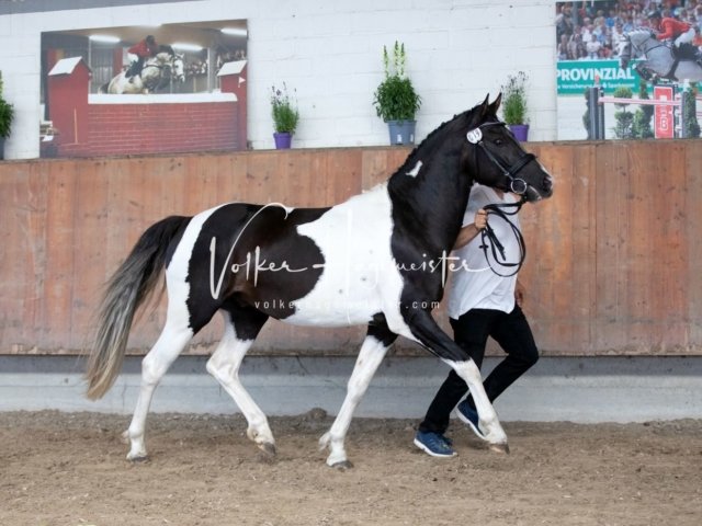 Grevenbroich ZfdP Körung 10